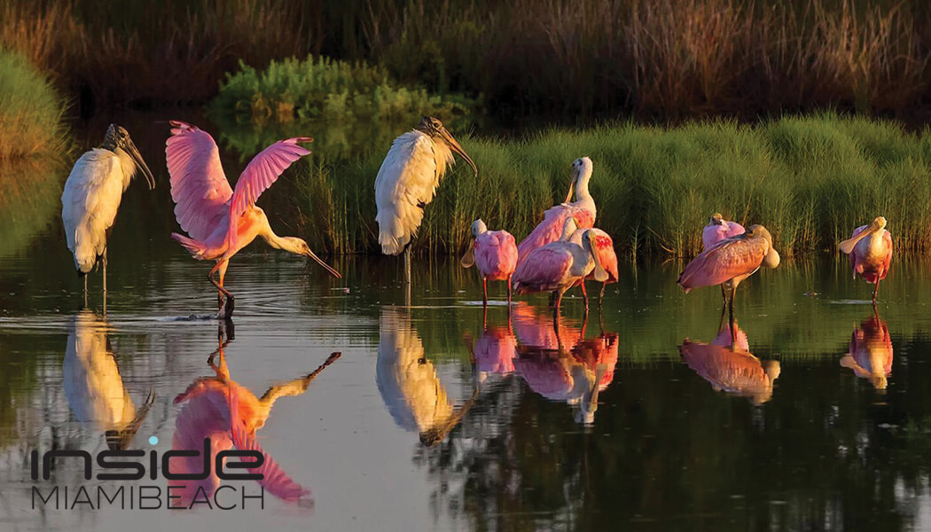 Encounter diverse wildlife in the heart of Everglades National Park